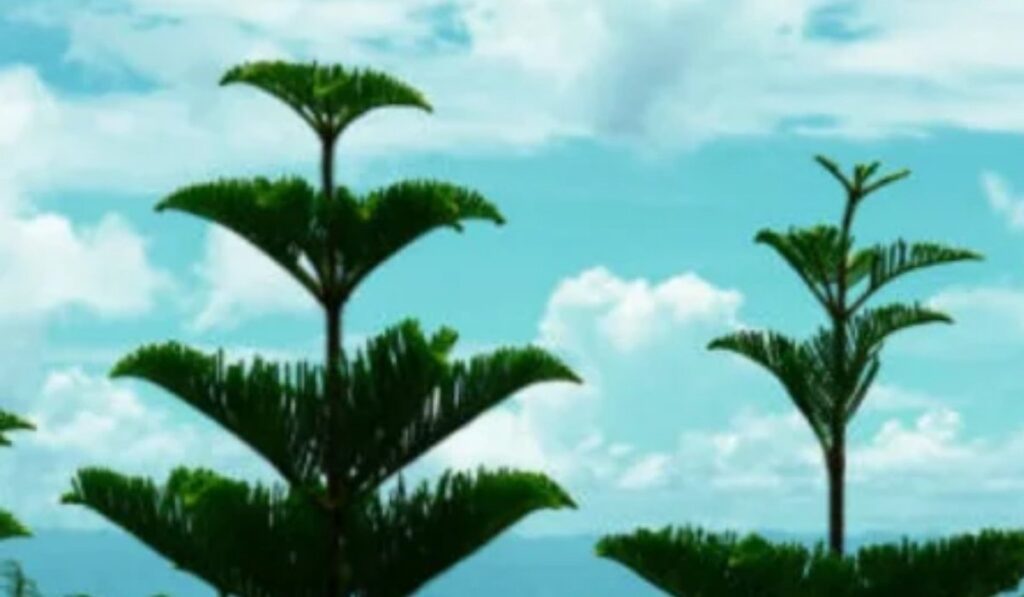 travel threetrees com vn