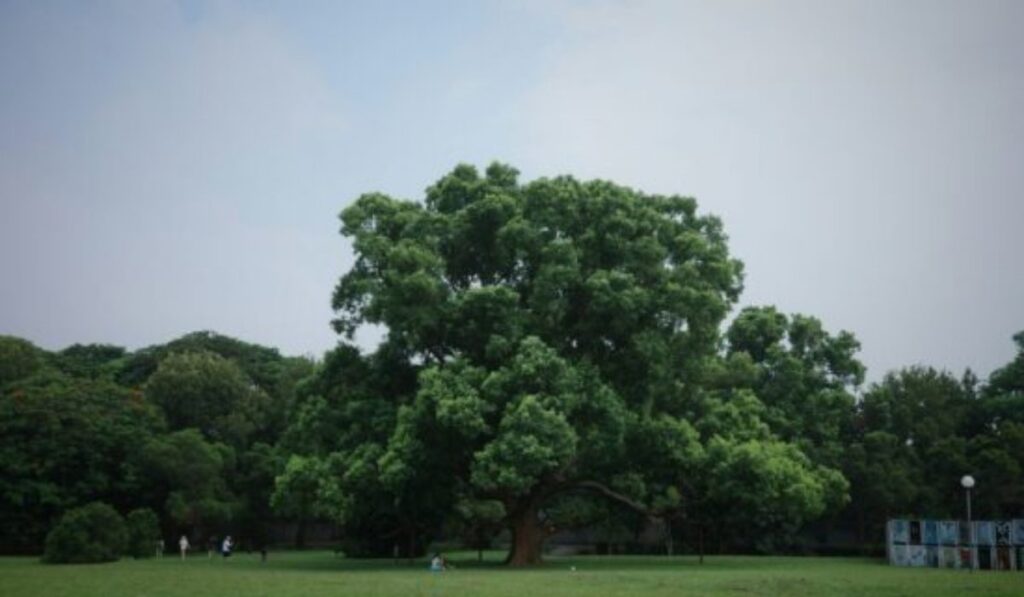 travel threetrees com vn