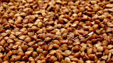 Обикновена елда